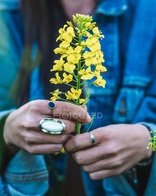 Ernte unkenntlich Weibchen in Jeansjacke zeigt duftende gelbe Rapsblüten an Händen in der Natur — Stockfoto