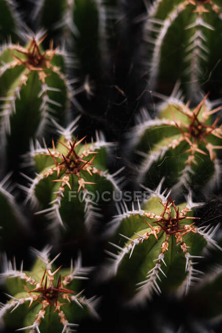 High angle green Echinopsis pachanoi cacti with sharp prickles growing on plantation in daylight — Stock Photo