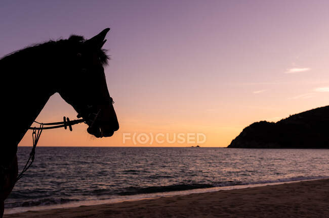 Muzzle of chestnut horse with reins against wavy ocean and green mount during sunset — Stock Photo