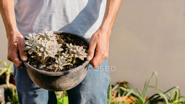 Colheita horticultor masculino anônimo carregando vasos suculentas exuberantes enquanto trabalhava no jardim ensolarado — Fotografia de Stock