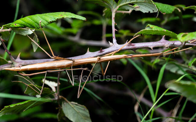 Copulation of couple stick insects Bacillus rossius in thorn bush overnight — Stock Photo