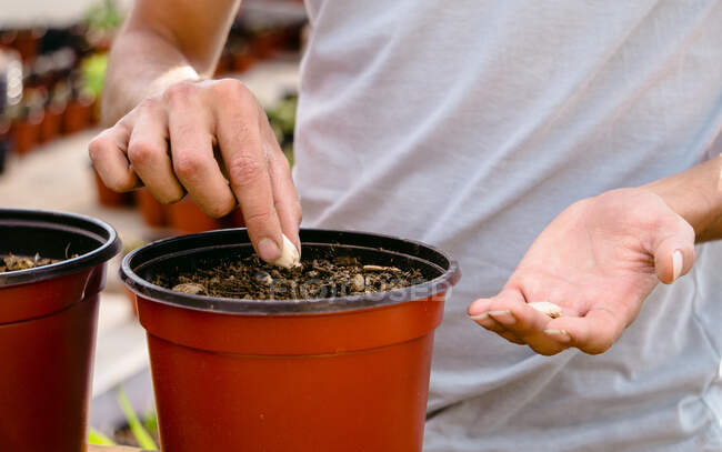 Crop anonymous male gardener planting seedlings in pots with fertile soil while working in sunny garden — Stock Photo