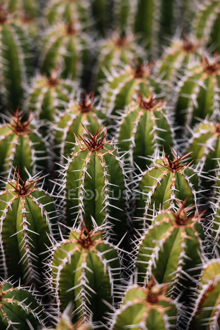 Alto ángulo verde Echinopsis pachanoi cactus con espinas afiladas que crecen en la plantación a la luz del día - foto de stock