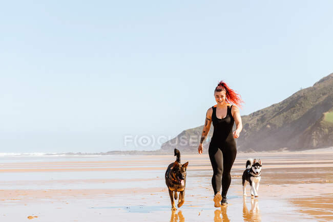 Atleta femenina paseando por la playa húmeda de arena con pastor alemán y Husky siberiano contra el océano - foto de stock