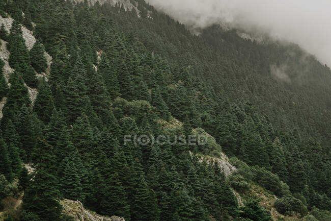 Stiff mountain slope forested with lush evergreen trees on foggy day in Seville Spain — Stock Photo