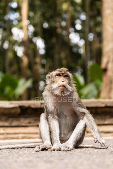 Cute funny monkey looking at camera in sunny tropical jungle in Indonesia — Stock Photo