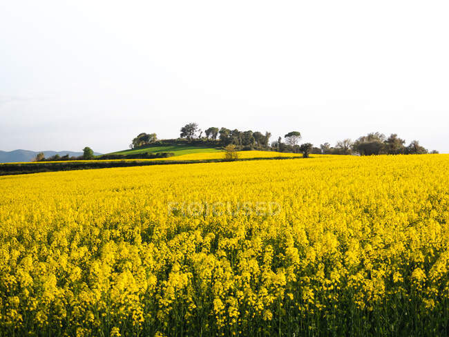 Delicate yellow rapeseed flowers blossoming on spacious countryside field on clear sunny weather — Stock Photo