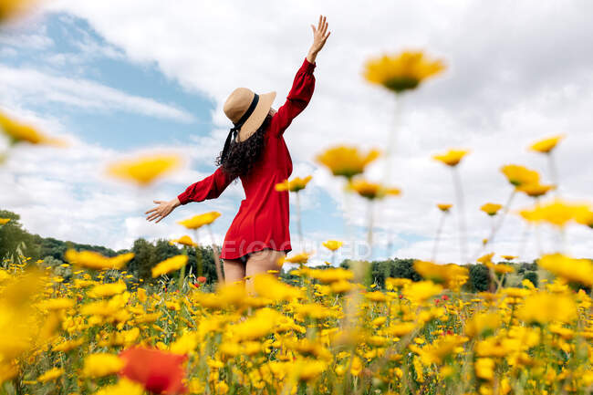 Vista posterior femenina anónima de moda en vestido rojo de pie en el campo de flores con flores amarillas y rojas con los brazos extendidos en el cálido día de verano - foto de stock