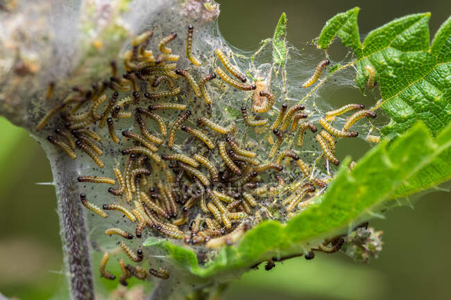 Teia comunitária de larvas da família Yponomeutidae numa folha verde — Fotografia de Stock