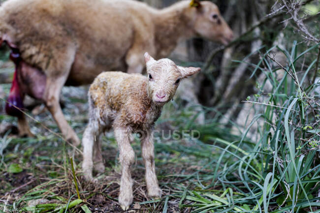 Longitud completa adorable corderito recién nacido de pie cerca de la madre cansada acostado en la hierba en las tierras de cultivo - foto de stock