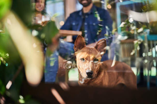 Через стеклянный вид чистокровной собаки, смотрящей в камеру на неузнаваемую пару за столом ресторана. — стоковое фото