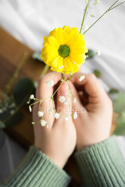 Top view of crop unrecognizable person with blossoming yellow chrysanth with tender petals and pleasant scent — Foto stock