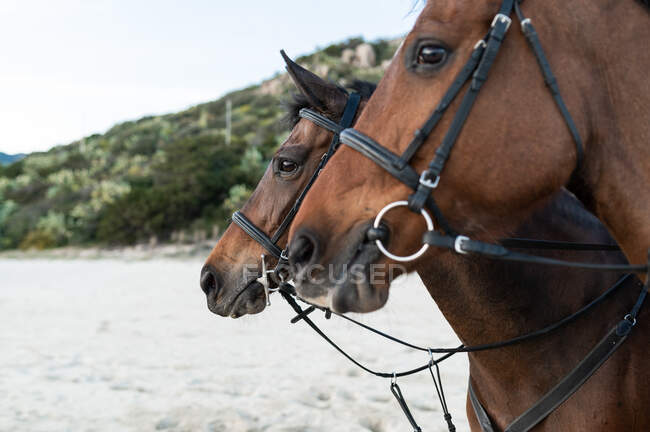 Muzzles of chestnut horses with reins against wavy ocean and green mount in daylight — Stock Photo