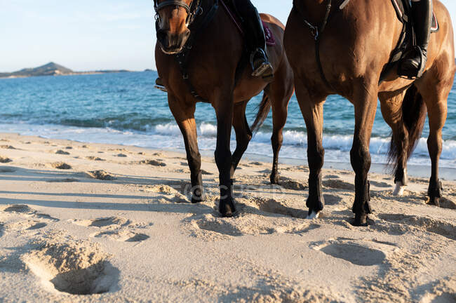 Cavalos de castanha cultivados com rédeas contra o oceano ondulado e monte verde — Fotografia de Stock