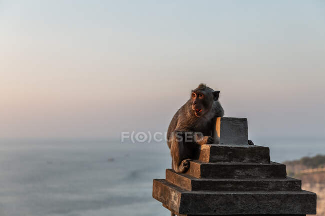 Macaco sentado em cerca de pedra ornamental no fundo do mar e pôr do sol em Uluwatu — Fotografia de Stock