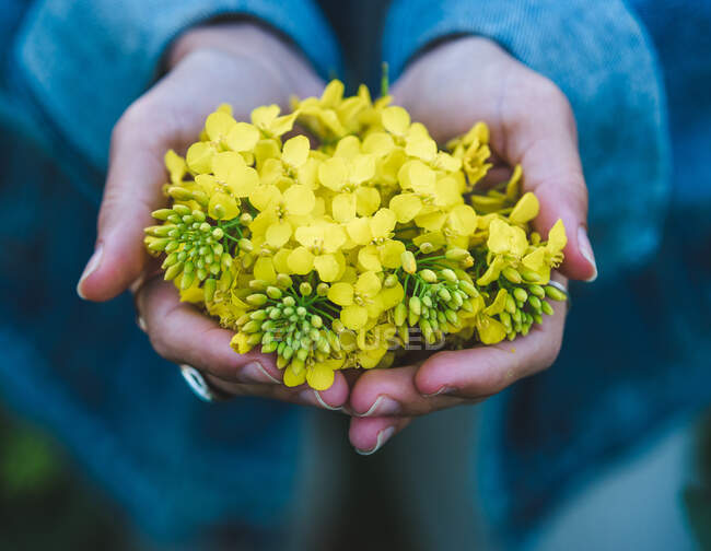 Culture femelle méconnaissable en veste de denim démontrant fleurs de colza jaune parfumé sur les mains dans la nature — Photo de stock