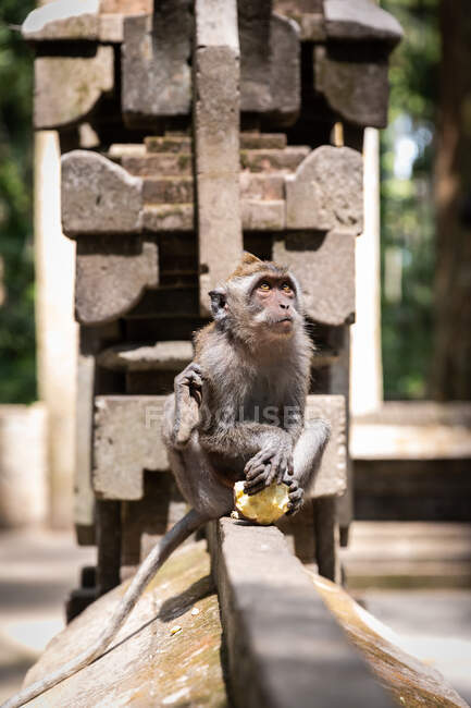 Lindo mono divertido comiendo fruta y sentado en valla de piedra en la selva tropical soleada en Indonesia - foto de stock