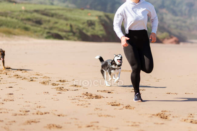 Husky siberiano corriendo detrás de la cosecha jogger femenina irreconocible en ropa deportiva durante el entrenamiento en la orilla arenosa - foto de stock