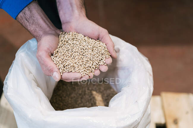 From above crop unrecognizable male worker demonstrating dry germinated cereal above bag on floor in brewery — Stock Photo