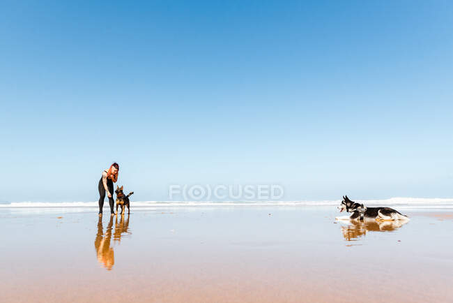 Sportlerin lehnt sich vorwärts, während sie mit Schäferhund am nassen Ufer mit laufendem Siberian Husky gegen Ozean interagiert — Stockfoto