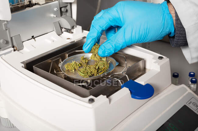Cultivez un biologiste anonyme en gant mettant des bourgeons de fleurs de marihuana séchées sur une casserole d'appareil de mesure de l'humidité en laboratoire — Photo de stock
