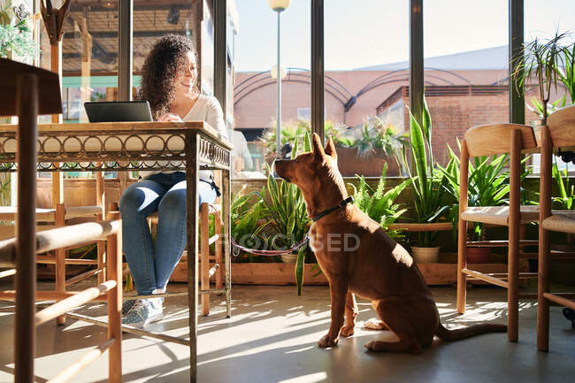 Zufriedene Mitarbeiterin mit Tablet am Tisch gegen reinrassigen Hund, der sich im Restaurant im Sonnenlicht anschaut — Stockfoto