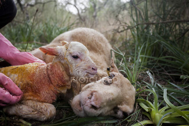 Cropped unrecognizable female farmer in black clothes and rubber gloves caressing adorable newborn lamb lying near tired mother on grassy lawn — Stock Photo
