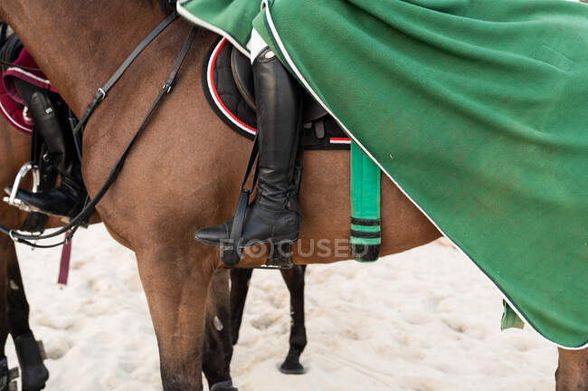 Crop anonymous jockeys in cape and boots on purebred stallions standing on sandy coast in daytime — Stock Photo