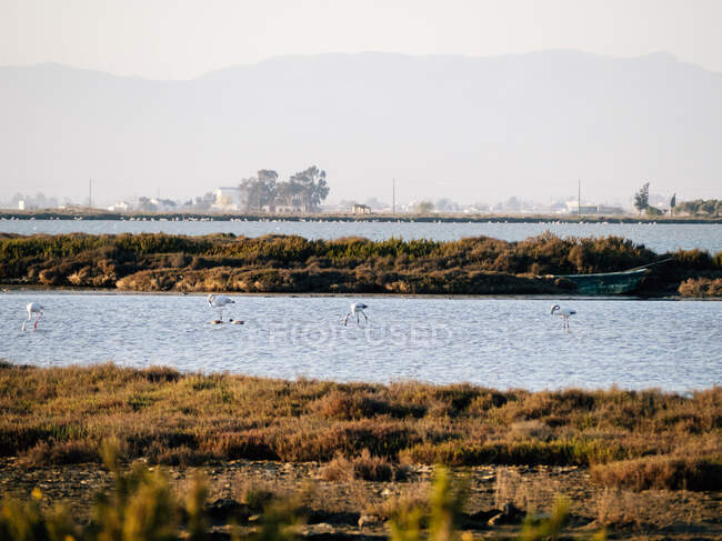 Flock of wild herons birds feeding in shallow water near grassy coast of bay in countryside — Stock Photo