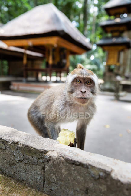 Mono divertido lindo comiendo fruta y sentado en valla de piedra mirando a la cámara en la selva tropical soleada en Indonesia - foto de stock