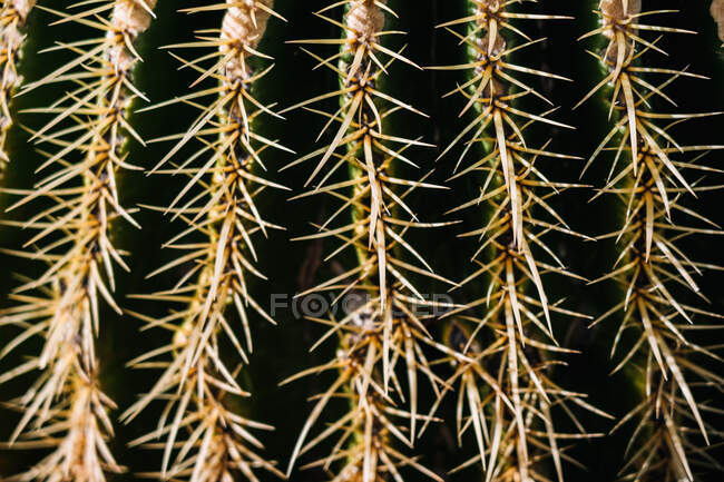 Абстрактный фон растущего зеленого кактуса, покрытого ровными рядами острых колючек — стоковое фото