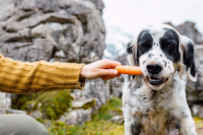 Mulher sem rosto dando cenoura para morder o cão Setter Inglês enquanto descansa em prado de montanha alta em Peaks da Europa, na Espanha — Fotografia de Stock