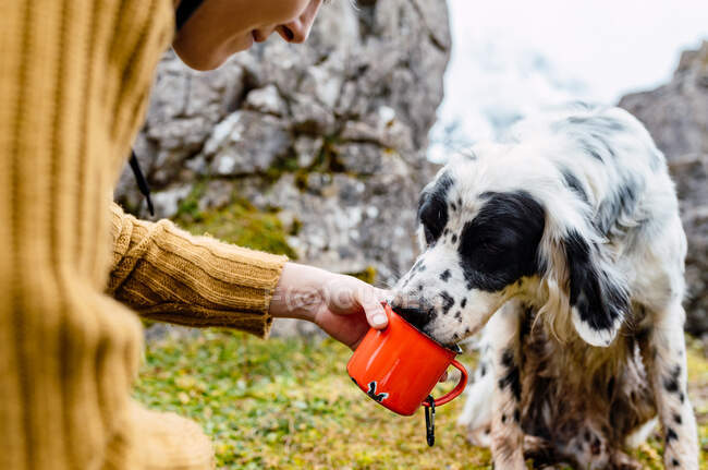 Crop female giving metal mug with water to English Setter dog to drink while resting on meadow in range of Peaks of Europe — Stock Photo