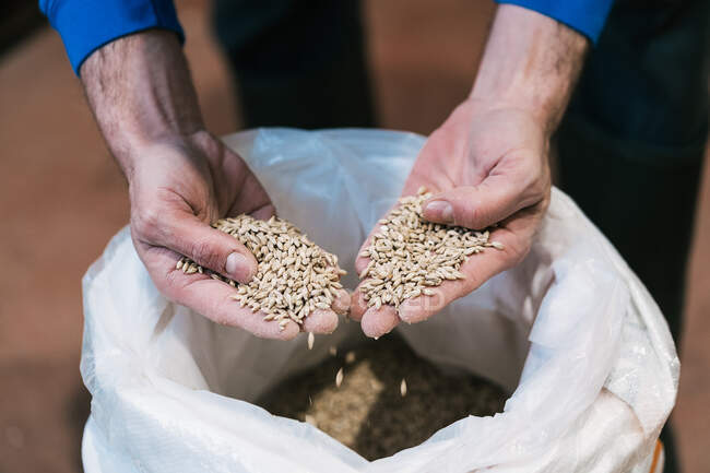 De la cosecha anterior trabajador masculino irreconocible que demuestra cereales germinados secos por encima de la bolsa en el suelo en la fábrica de cerveza - foto de stock