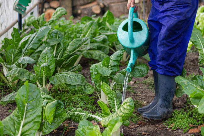 Geschnitten unkenntlich Bauer gießt frischen Salat auf Feld in der Landschaft — Stockfoto