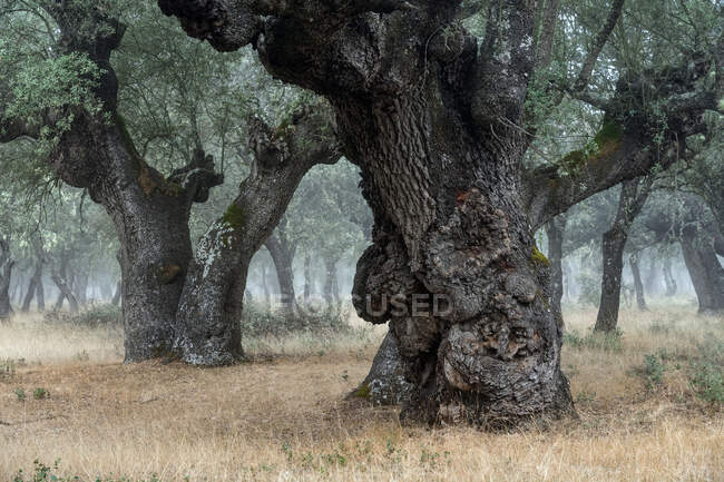 Antigua encina (Quercus ilex) en un día de niebla con árboles centenarios, Zamora, España. - foto de stock