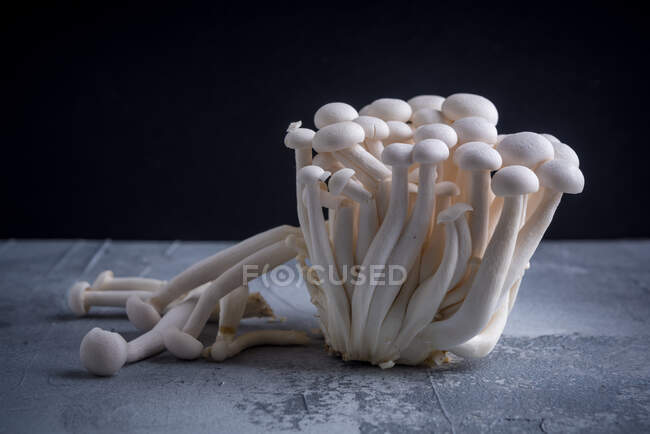 Raw buna shimeji with curved stems and rounded white caps on rugged gray surface — Stock Photo