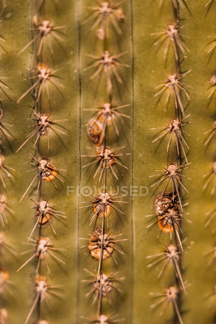 Abstrakter Hintergrund wachsender grüner Kakteen mit geraden Reihen scharfer Stacheln — Stockfoto