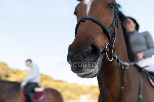 Desde abajo caballo castaño con hembra irreconocible cabalgando en la orilla arenosa contra monte bajo cielo claro - foto de stock