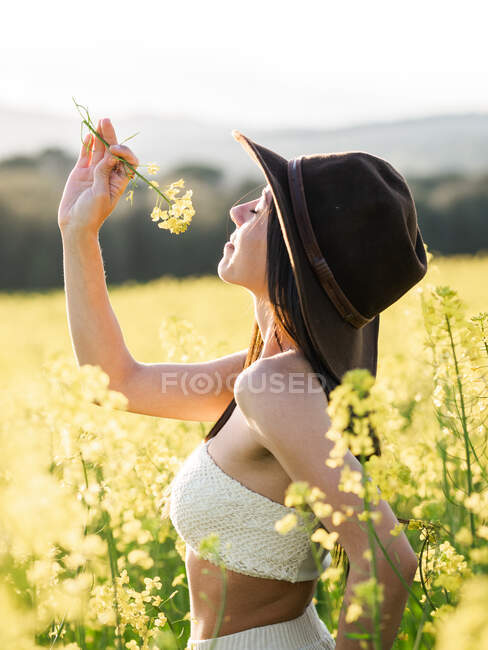 Vista lateral delgado contenido femenino en el sombrero que huele flor amarilla en flor mientras está de pie en el campo de colza en el día soleado - foto de stock