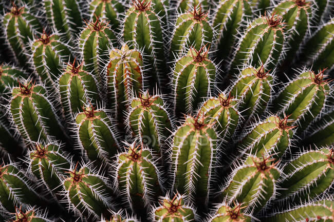 Cactus Echinopsis pachanoi verde ad alto angolo con punture appuntite che crescono sulla piantagione alla luce del giorno — Foto stock
