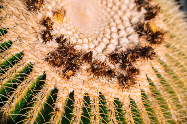 Primer plano de Echinocactus en forma redonda con pequeños picos y superficie rugosa en luz - foto de stock