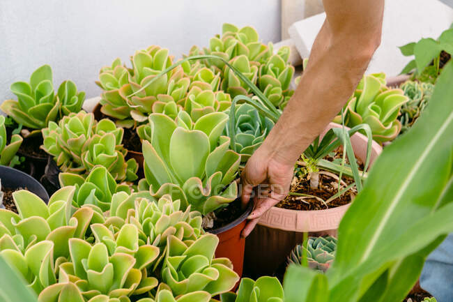 Cropped unrecognizable male gardener in casual wear arranging lush potted plants in backyard — Stock Photo