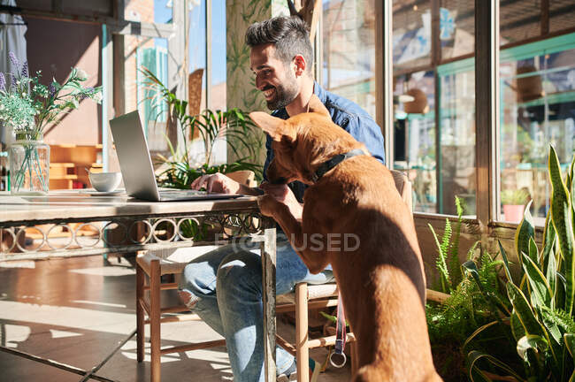 Боковой вид контента Этнический предприниматель мужского пола, играющий на нетбуке против породистой собаки за столом при солнечном свете — стоковое фото