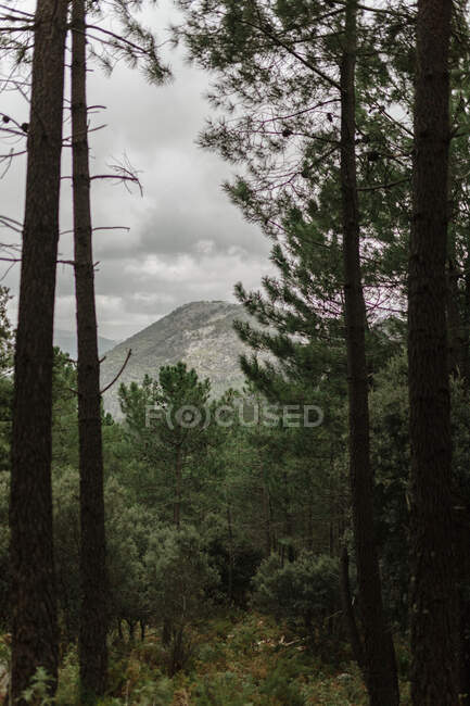 Paesaggio di lussureggiante foresta mista che copre aspre pendici collinari situati in terreni montuosi sotto il cielo nuvoloso a Siviglia Spagna — Foto stock