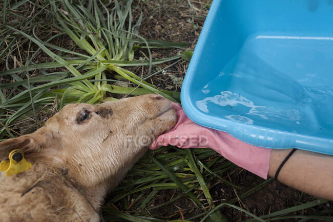 Cropped unrecognizable female veterinarian helping adorable sheep to drink water after giving birth in nature — Stock Photo