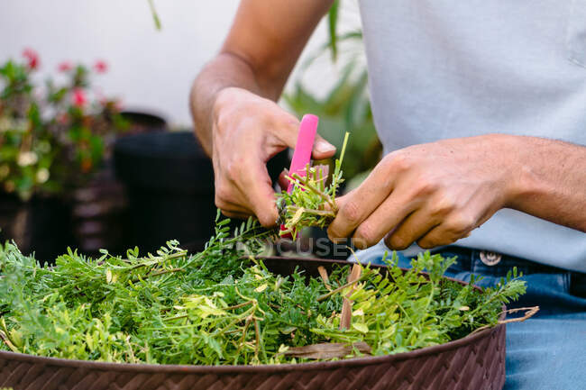 Cultivado jardinero masculino irreconocible usando ropa casual corte macetas hojas de plantas mientras se trabaja en la orangería - foto de stock