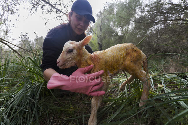 Cheerful female farmer in black wear and gloves carrying little newborn lamb in summer farmyard — Stock Photo