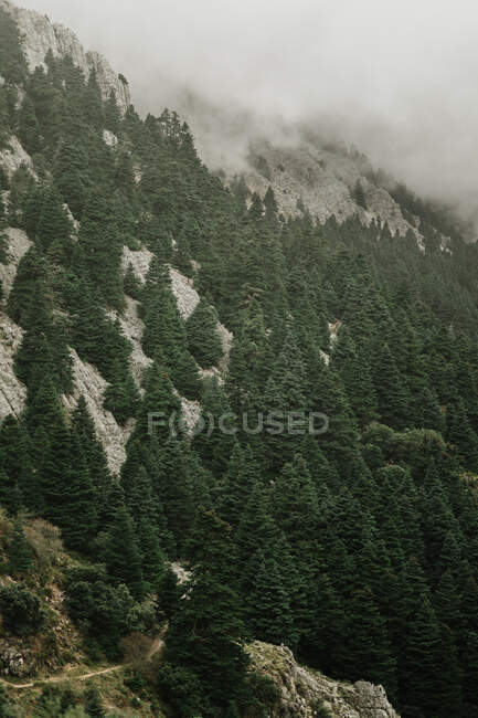 Stiff mountain pendio boscoso con alberi sempreverdi in giorno nebbioso a Siviglia Spagna — Foto stock