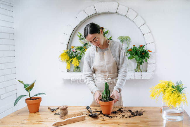 Florista femenina joven concentrada en delantal usando cepillo y pala mientras planta cactus en maceta de pie en la mesa de madera en la tienda de flores - foto de stock